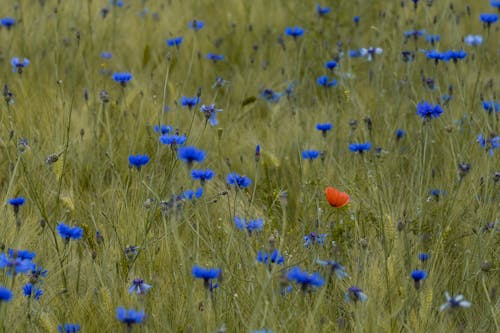 Gratis stockfoto met blauwe bloemen, bloeiend, bloemblaadjes