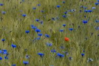 Blue cornflield flowers and red poppy in a barley field