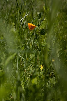 A lone orange flower stands amidst green foliage in a serene meadow, showcasing nature's simple beauty.
