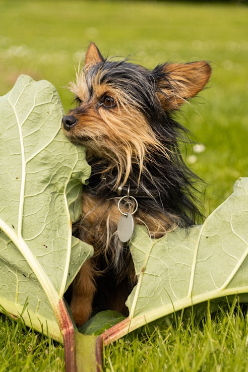 Photos gratuites de animal, chien, chiot