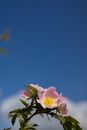 Briars Images