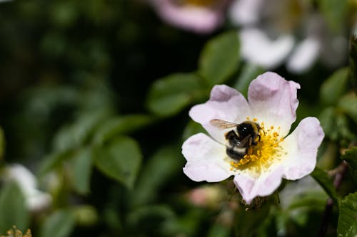 Ảnh lưu trữ miễn phí về cận cảnh, cánh hoa, con ong