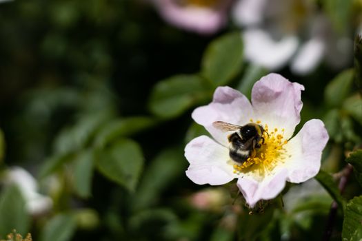 A bee sitting on an eglantine flower bush
