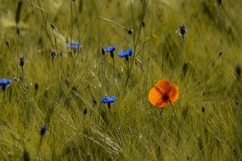 Gratis arkivbilde med blå blomster, blomsterfotografering, gress