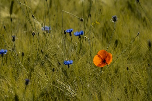 Kostnadsfri bild av apelsinblomma, blå blommor, blåklint