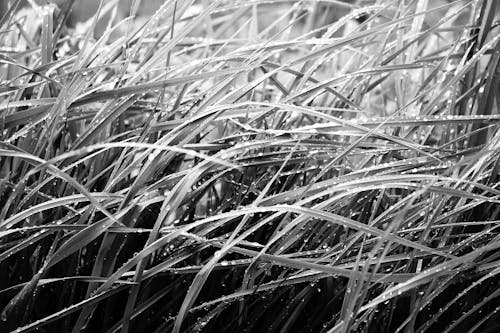 Grayscale Photo of Wet Grass Field