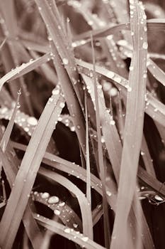 Macro of grass blades with water droplets in sepia tones. Perfect for nature backgrounds.