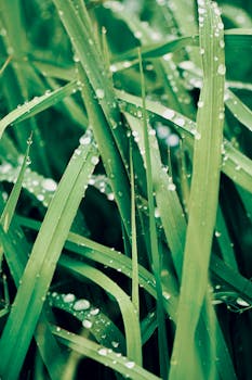 Macro photograph of green grass blades with droplets, offering a refreshing nature scene.