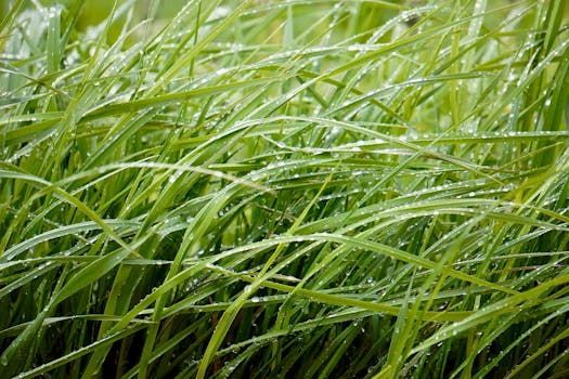 Close-up of vibrant green grass covered with sparkling dewdrops after rain.