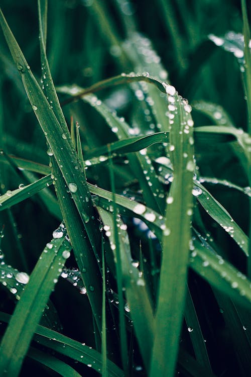 Water Droplets on Green Grass in Close Up Photography