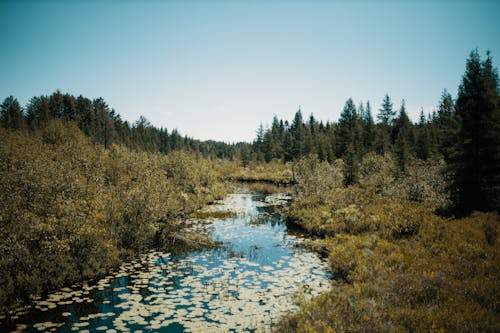 Green Trees Beside River Under Blue Sky