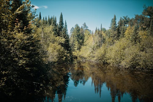 Бесплатное стоковое фото с водоем, зеленые деревья, на открытом воздухе