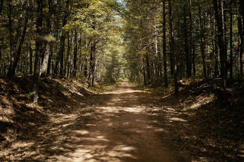 Dirt Pathway Between Green Trees