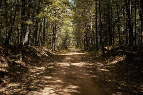 Základová fotografie zdarma na téma cesta nečistot, krajina, les