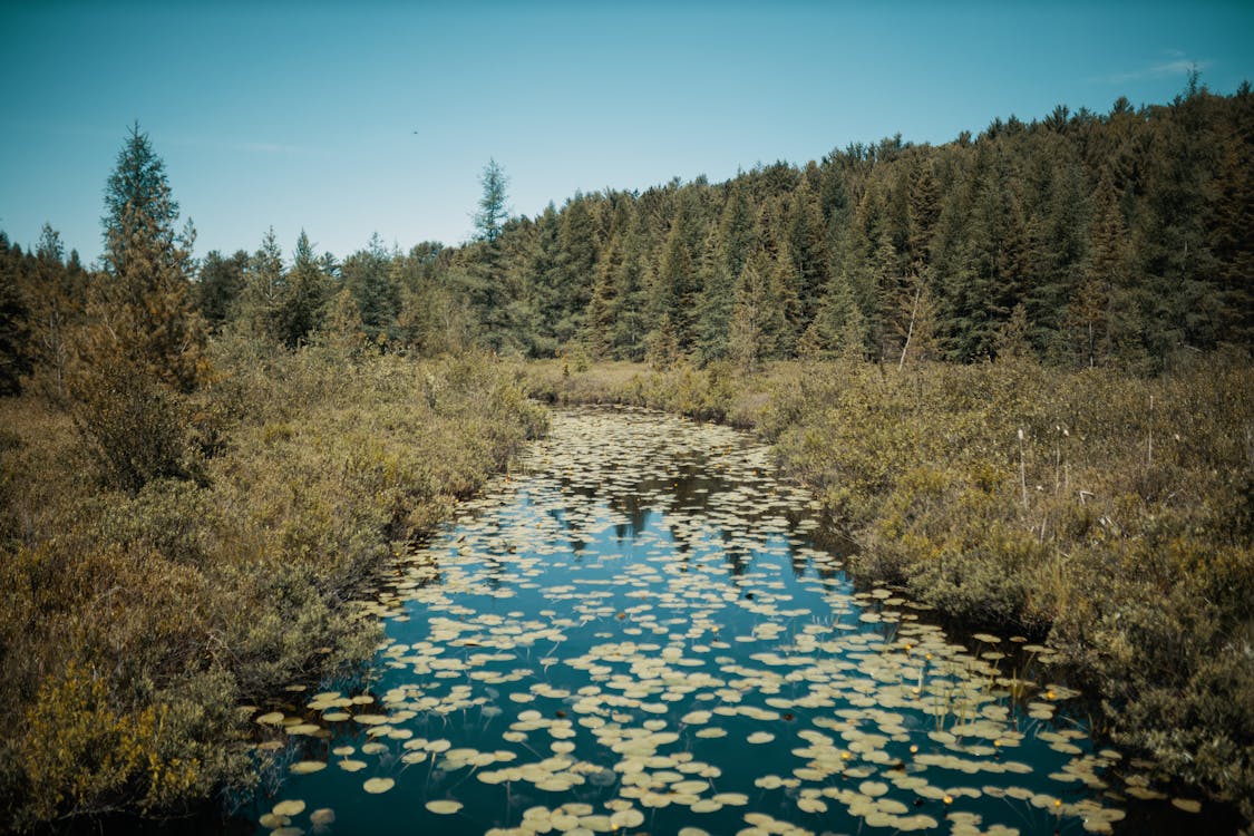 Kostenloses Stock Foto zu bach, blauer himmel, fluss