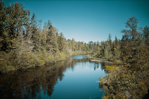 A Lake Between Green Trees Under the Blue Sky