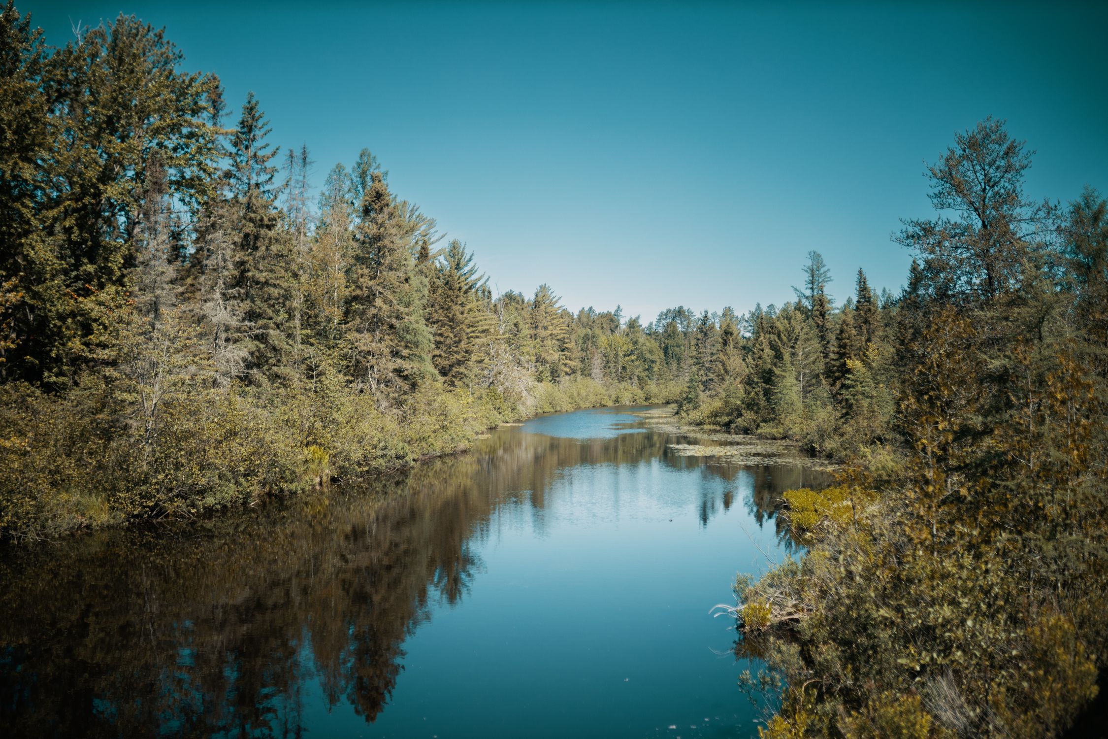 A Lake Between Green Trees Under the Blue Sky · Free Stock Photo