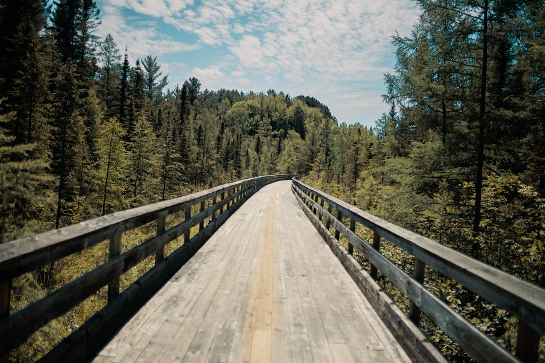 Wooden Bridge Surrounded by Trees 