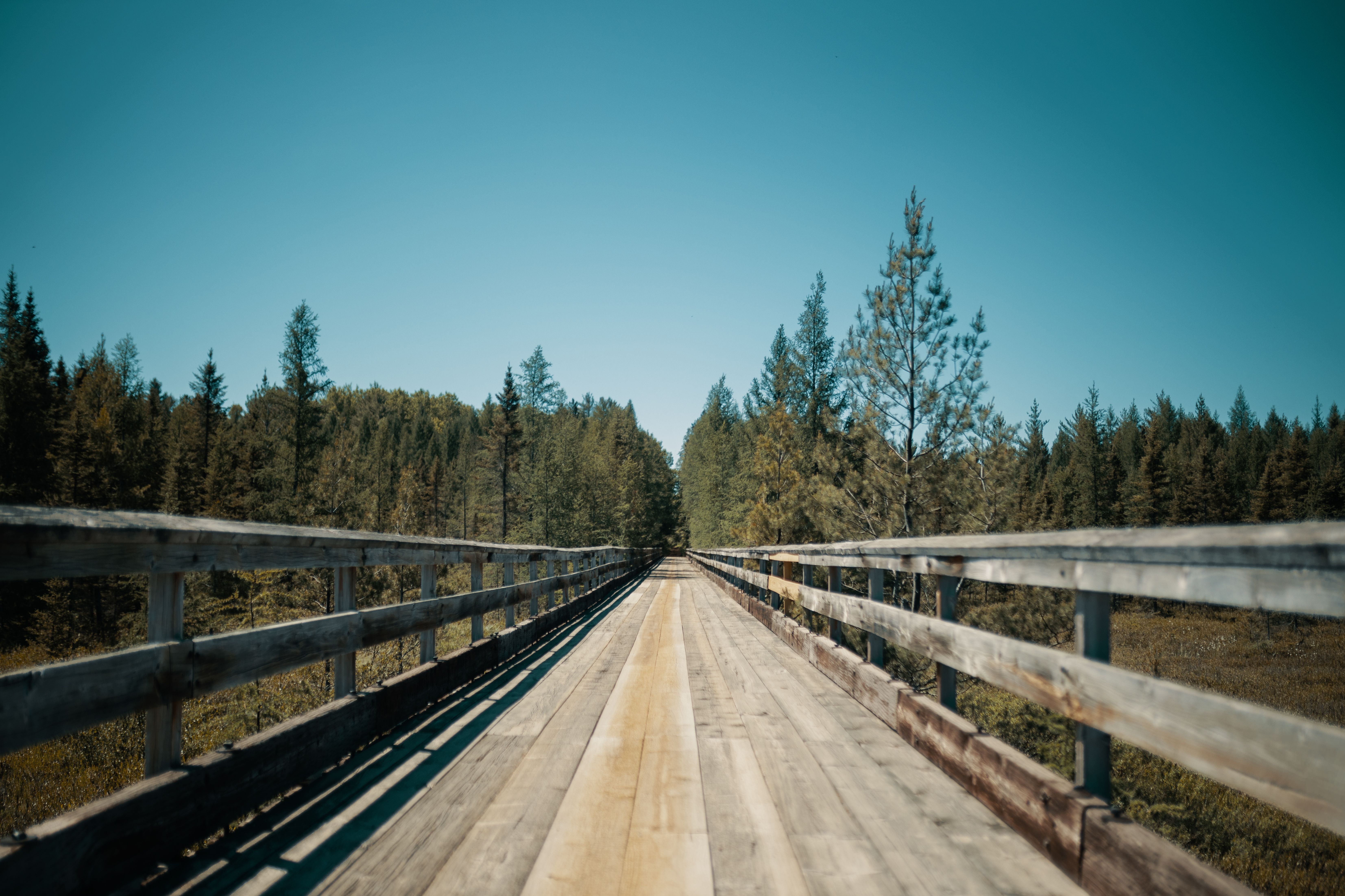 A Wooden Bridge Between Green Trees Under the Blue Sky · Free Stock Photo