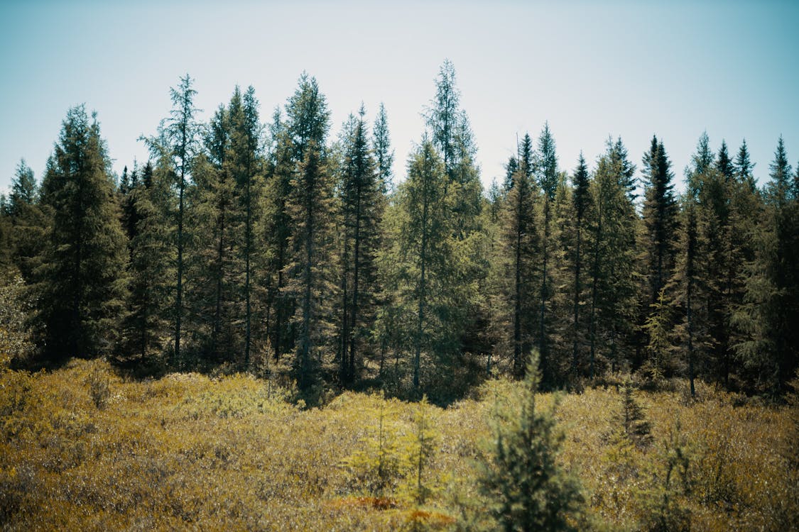 Kostenloses Stock Foto zu bäume, holz, natur