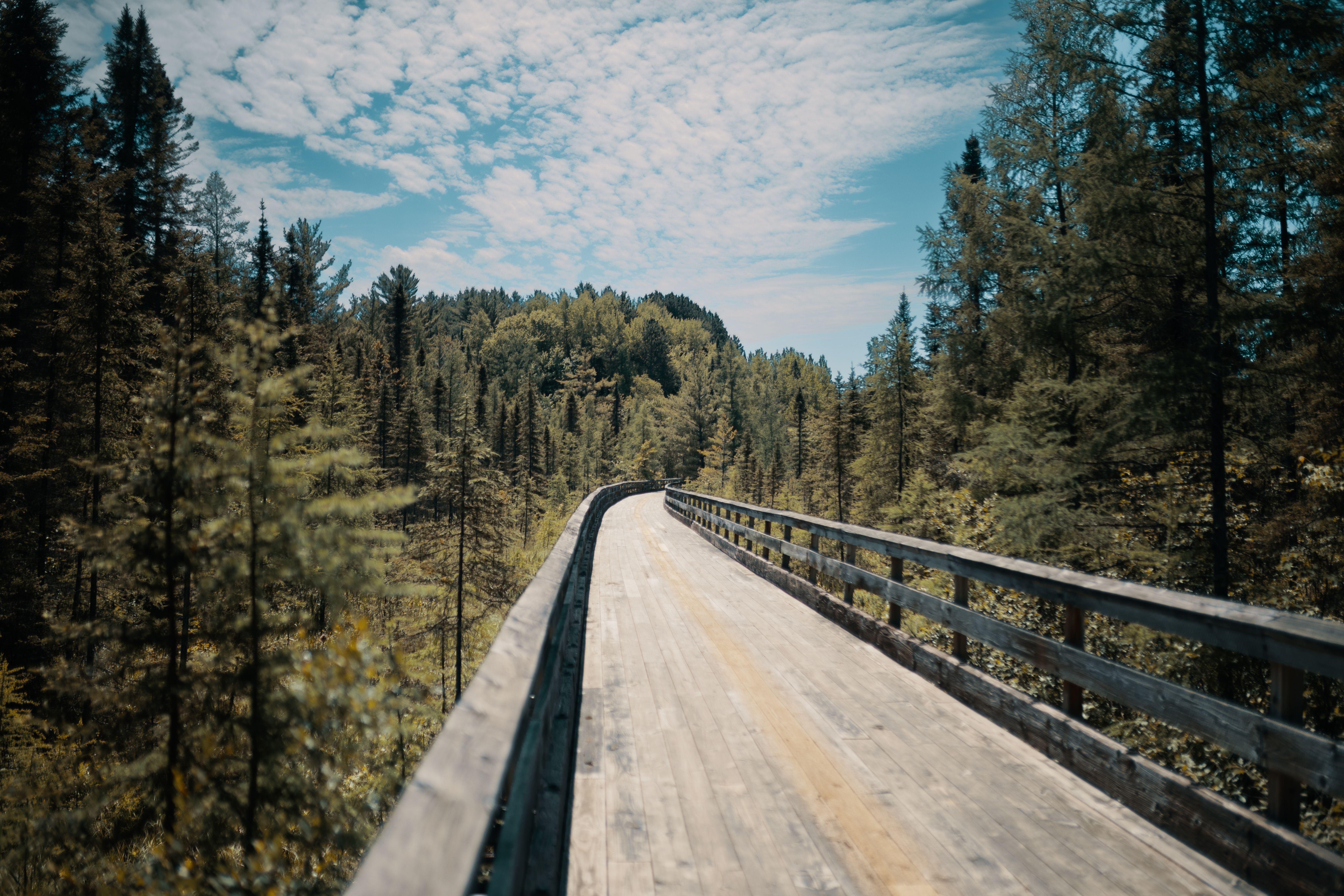 A tranquil wooden pathway stretches through a lush, green forest under a vibrant blue sky.