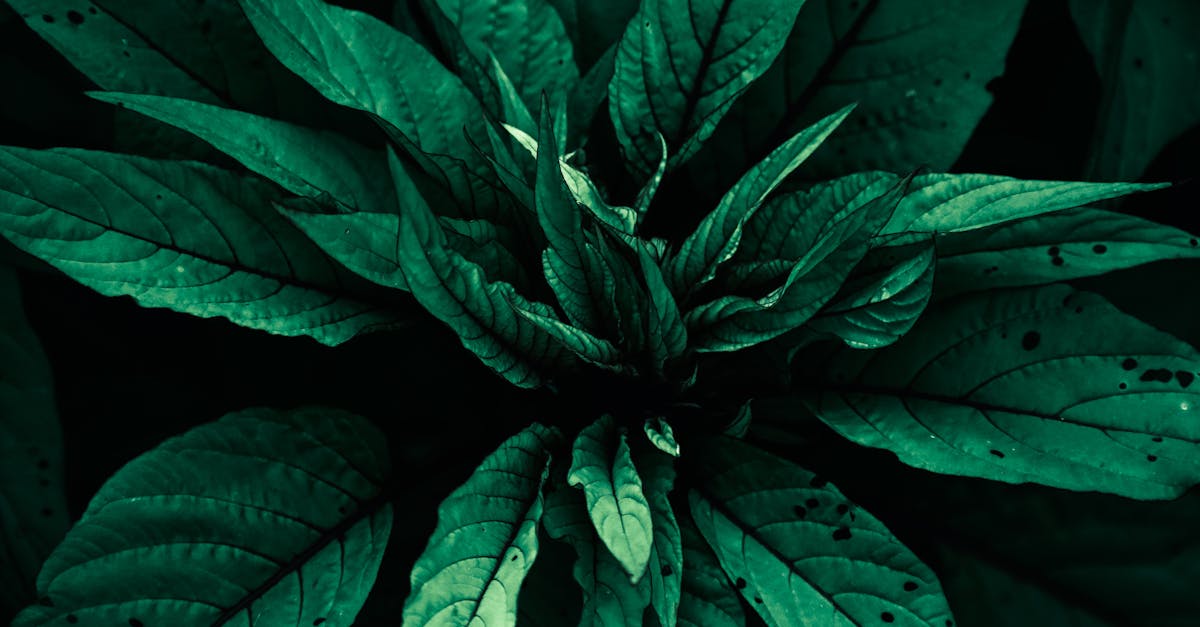 Free stock photo of creative, dark green, dark green plants Free stock photo of creative, dark green, dark green plants