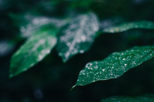 Free Close-up of vibrant green leaves with dew, showcasing nature's beauty and intricate details. Stock Photo