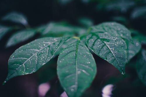 Free Shallow Focus Photography Of Green Leaves Stock Photo
