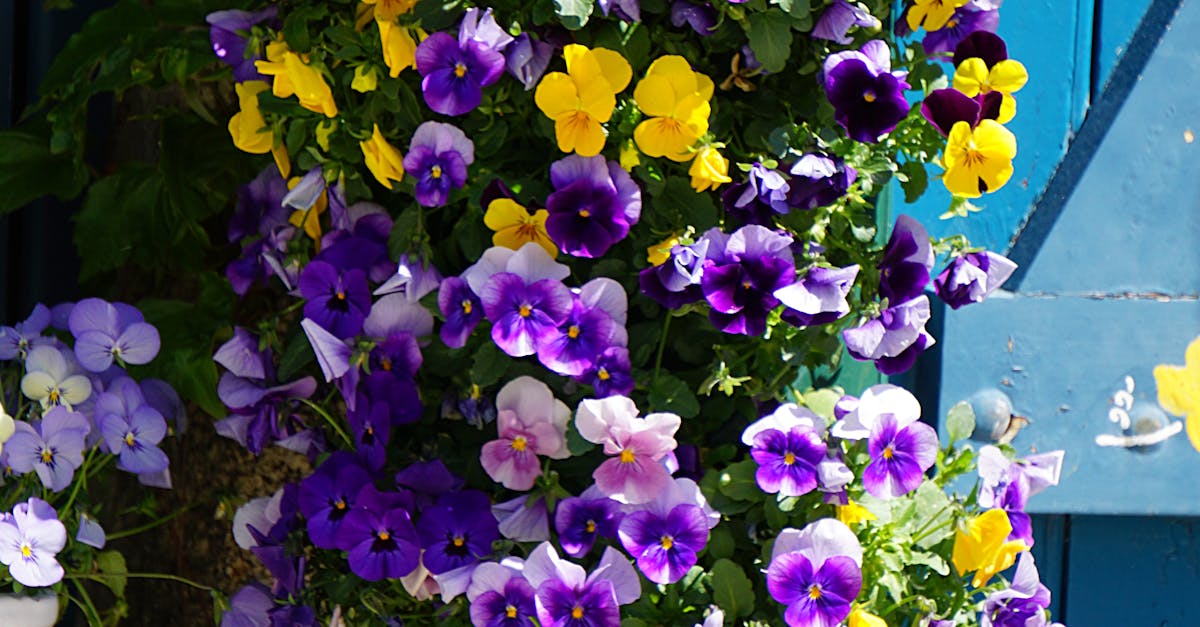 Free stock photo of couleurs, été, fleurs