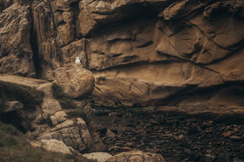 Free Long Shot of White Bird perched on a Rock Formation  Stock Photo