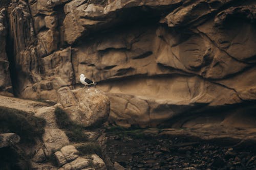 Bird Perching on a Rock