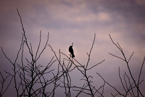 Free A bird silhouette perched on bare branches against a moody sky, capturing the essence of solitude. Stock Photo