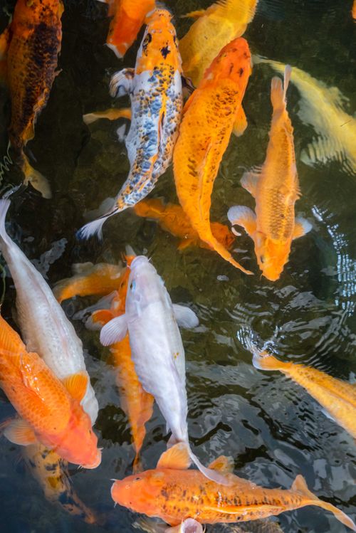 Free A collection of colorful koi fish gracefully swimming in a tranquil pond. Stock Photo