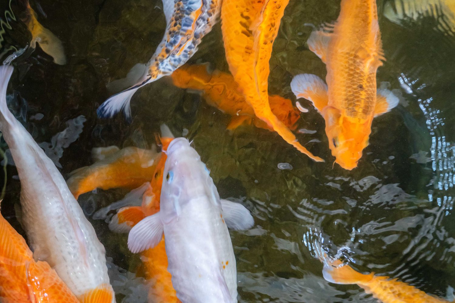 Cropped Image Fish 10,000+ Best Fish Images · 100% Free Download · Pexels Stock Photos