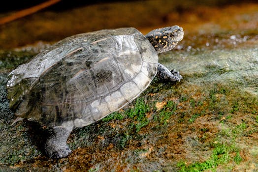 A detailed close-up of a turtle crawling on a mossy rock in its natural habitat.