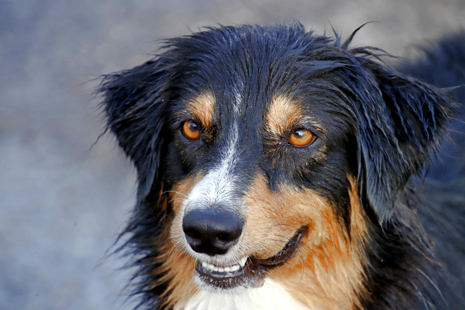 Wet Black and Brown Long Coat Dog