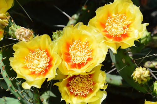 My Prickly Pear Cactus bloom every year at Father’s Day