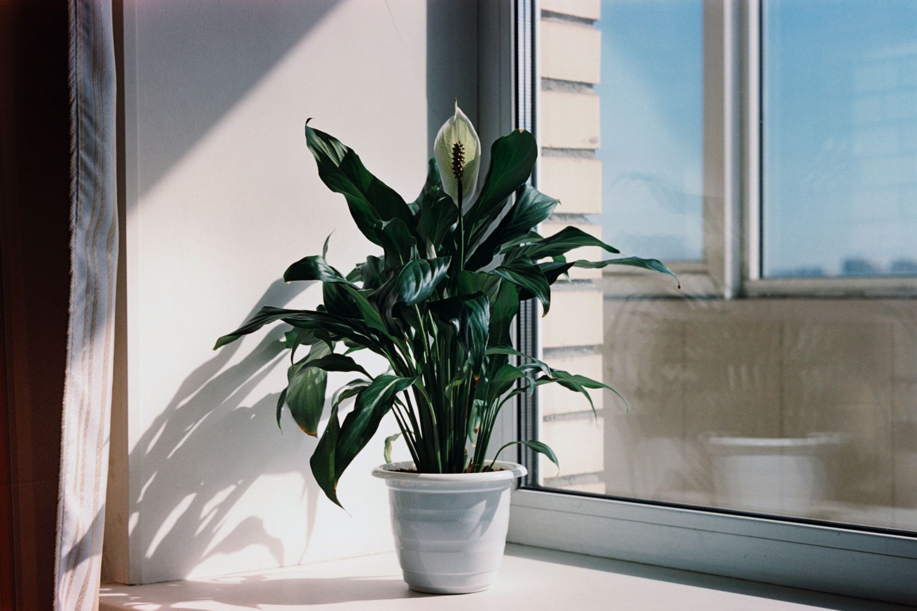 A thriving peace lily in a pot basking in sunlight by a window.