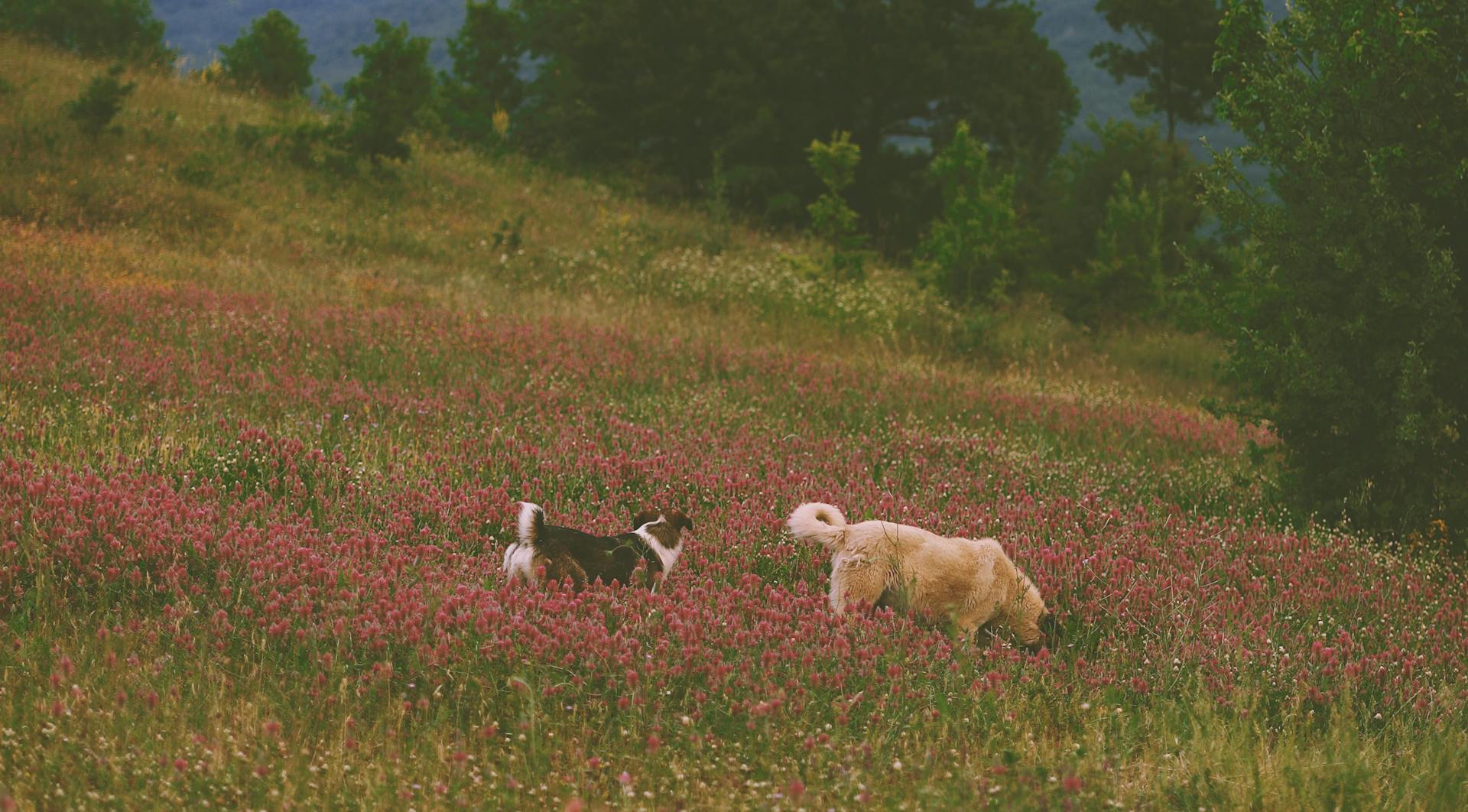 Dogs on Flower Field