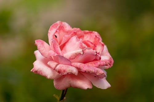Бесплатное стоковое фото с крупный план, розовая роза, цвести