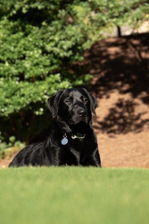 Cute Black Labrador Retriever