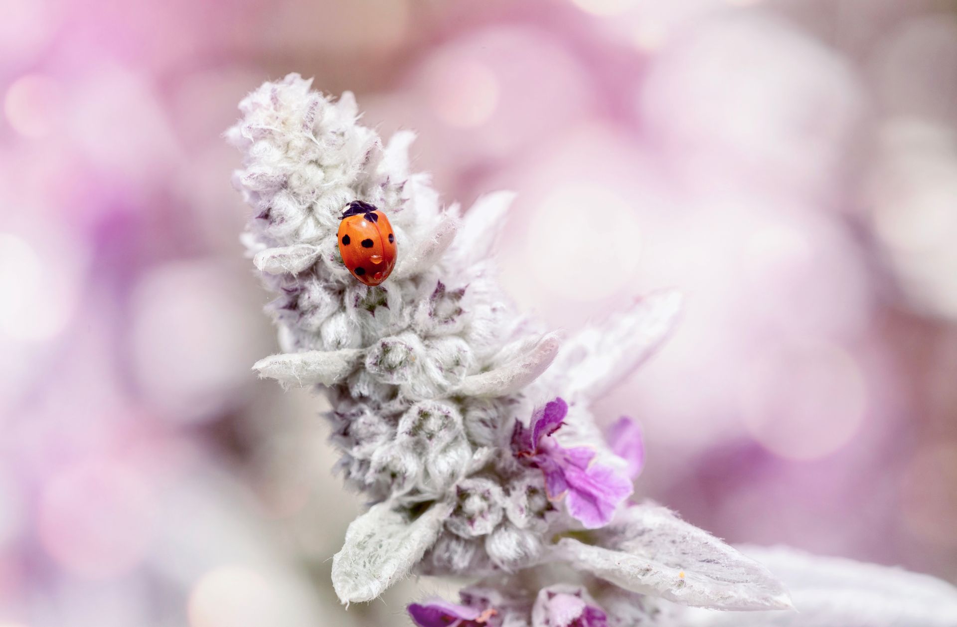 Close-up of a ladybug on a lamb's ear flower, featuring soft pink and white tones with bokeh background.