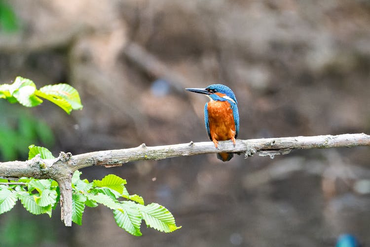 Kingfisher Bird On Tree Branch 