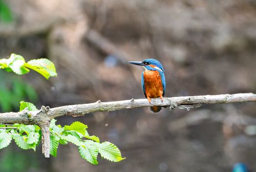 Free Vibrant kingfisher resting on a tree branch in a natural setting, showcasing its striking colors. Stock Photo