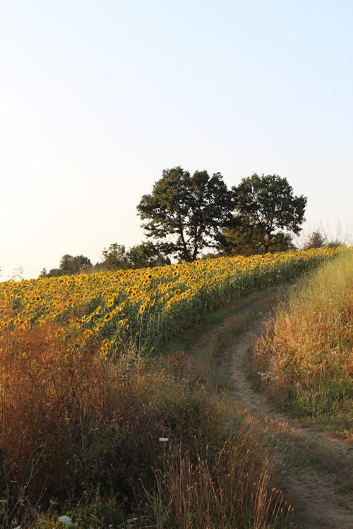 Imagine de stoc gratuită din arbori, câmp, deal