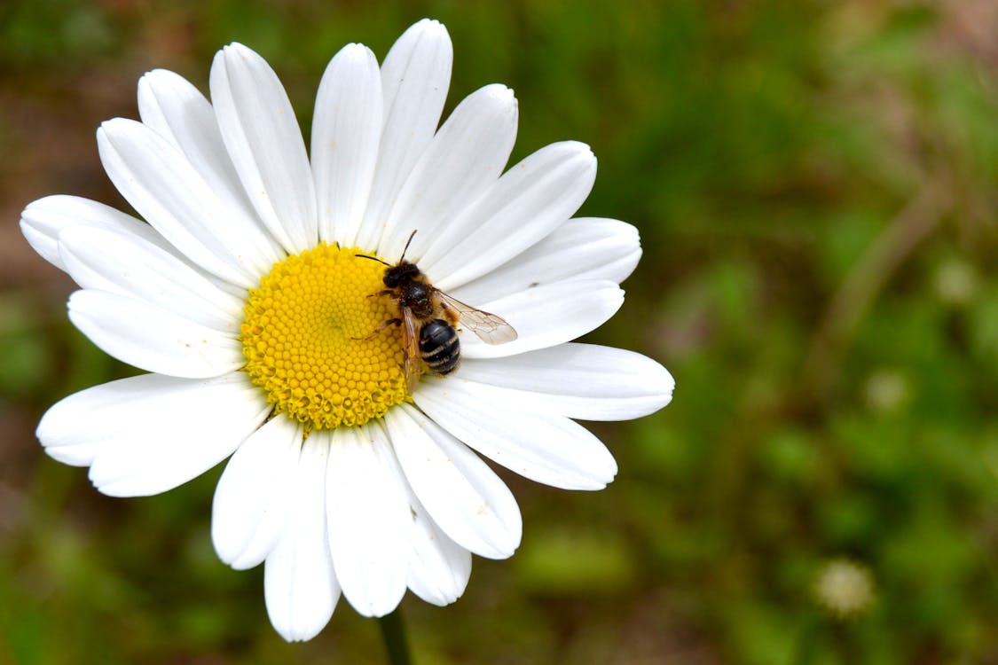 Bee on a Daisy Flower 