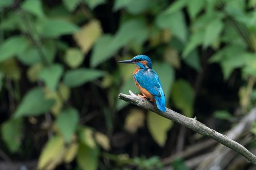 Free A vivid kingfisher displaying its colorful feathers while perched on a tree branch with a lush green backdrop. Stock Photo