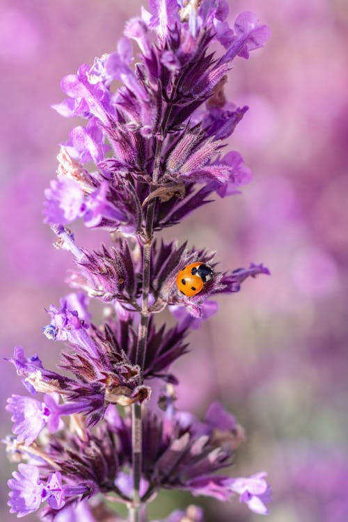 Free Ladybug Perched on Purple Flower in Close Up Photography Stock Photo