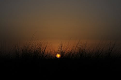 Silhouette of Grass during Sunset