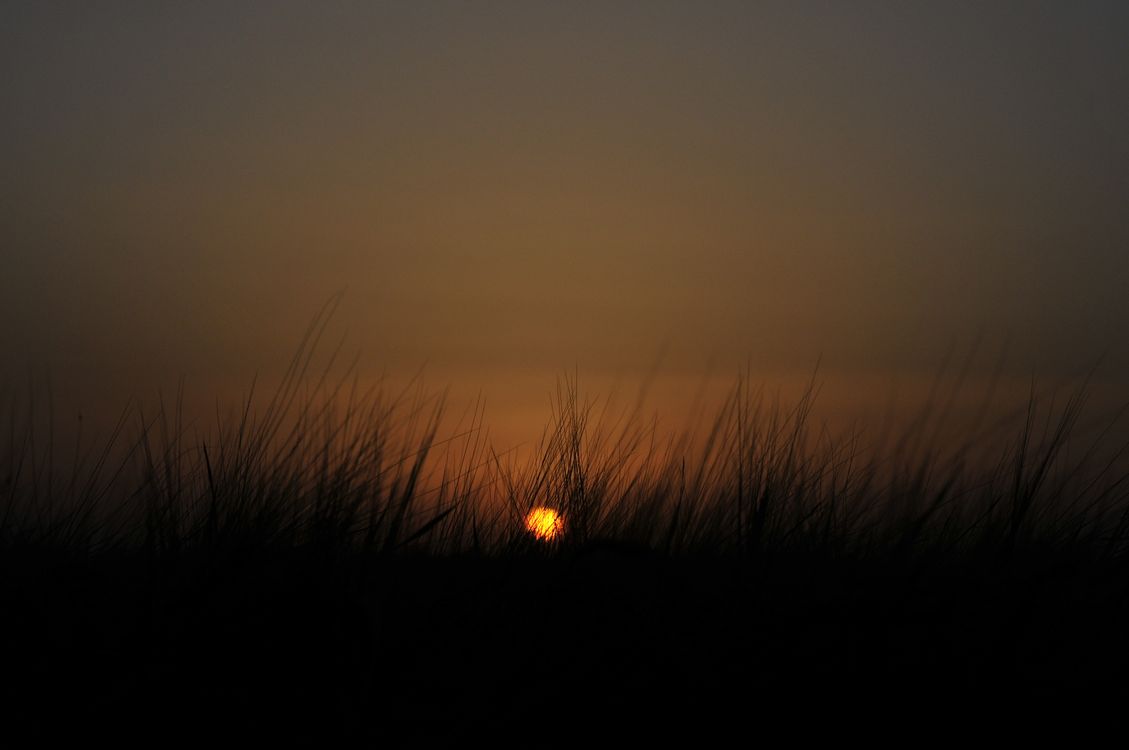 Silhouette of Grass during Sunset · Free Stock Photo